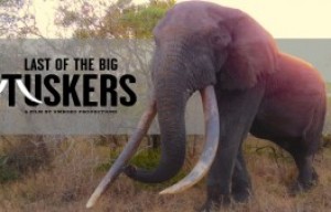 New Documentary Hopes to Save the Largest Elephants on Earth